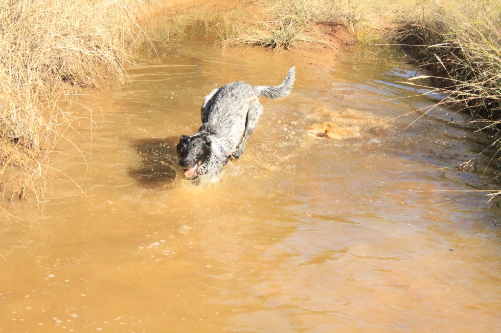 A black and white heeler mix running through a muddy puddle