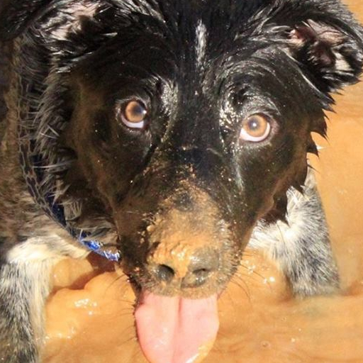 Espresso Dog Training