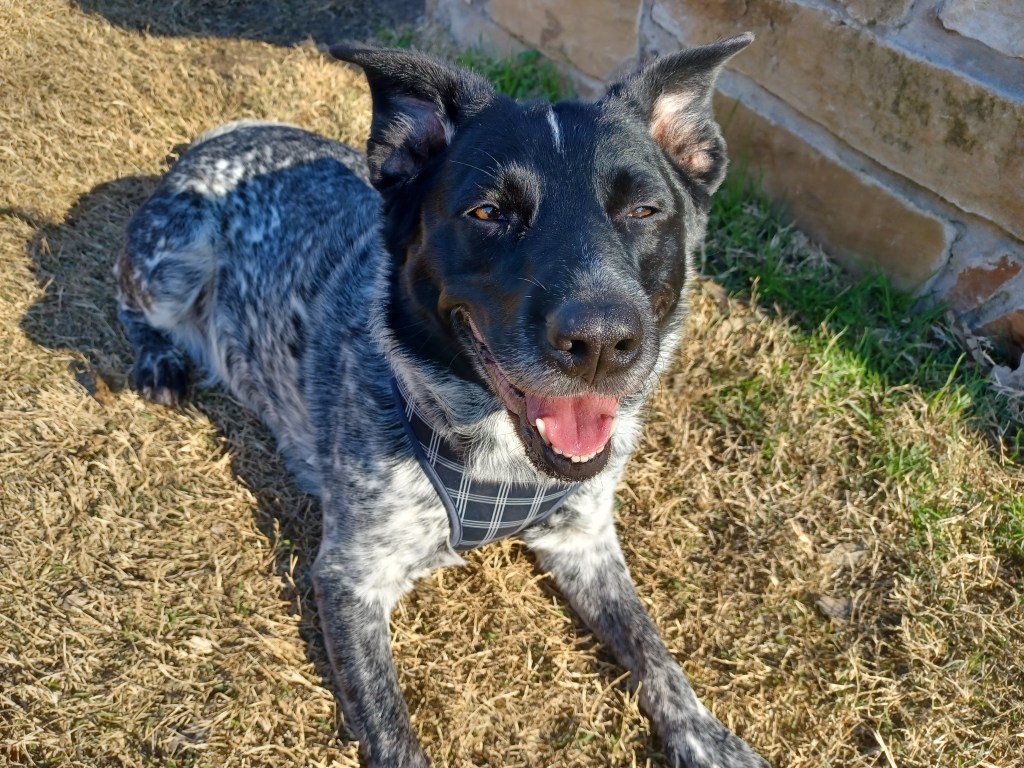 3 Common Dog Training&nbsp;Myths