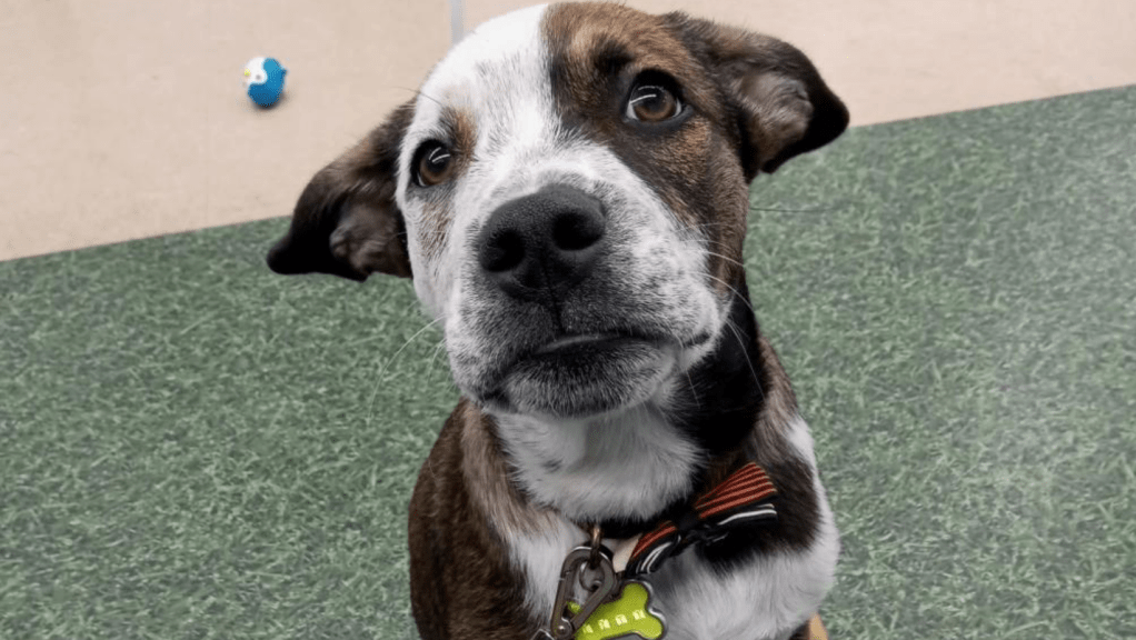 Poll: What do you need help with the most regarding your dog’s&nbsp;behavior?