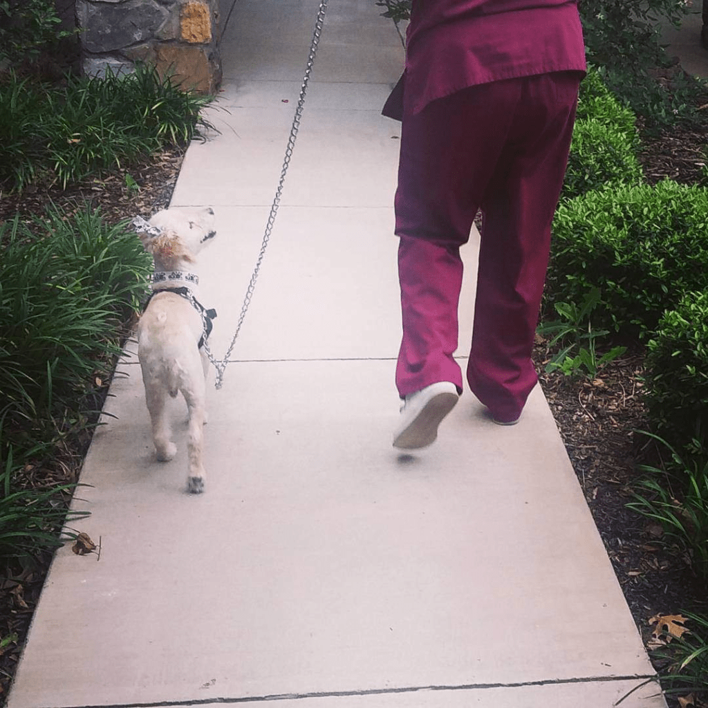 dog walking on a loose leash looking up at its owner