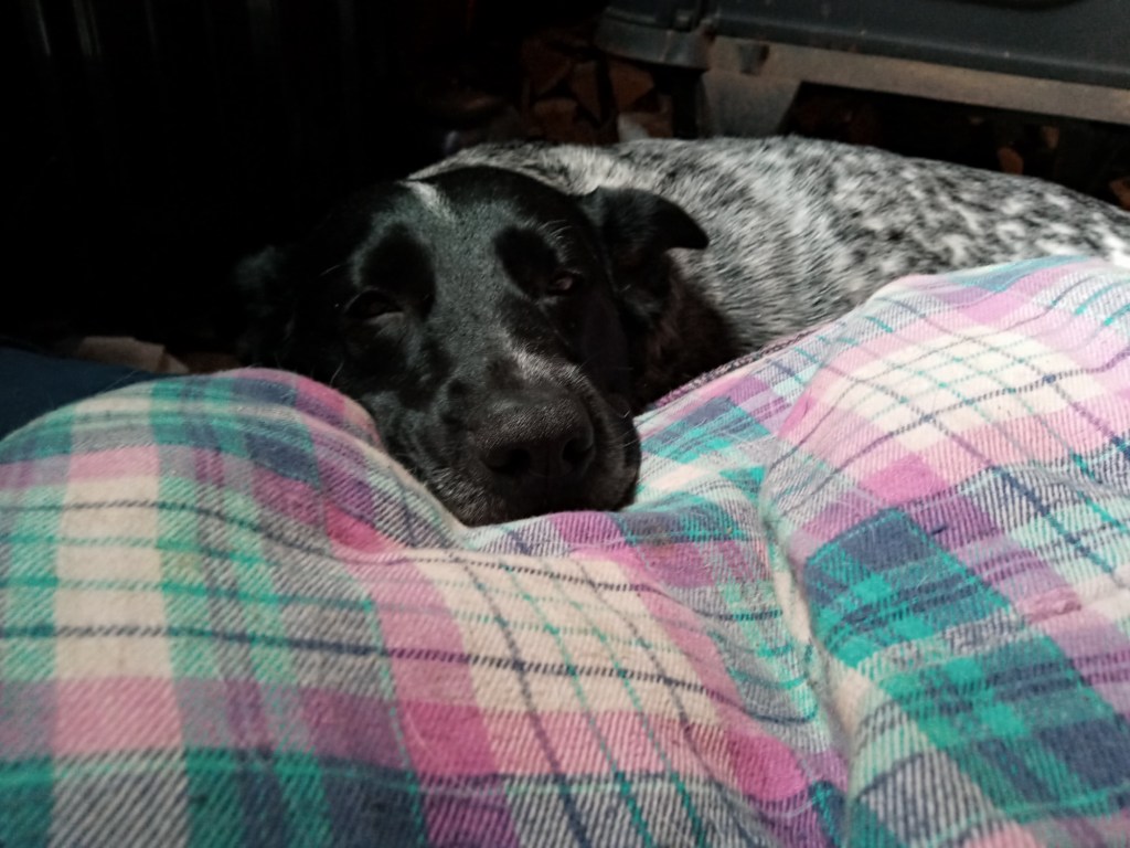 How to Train Your Dog for Camping: Tips for Calm, Reliable Adventure&nbsp;Dogs