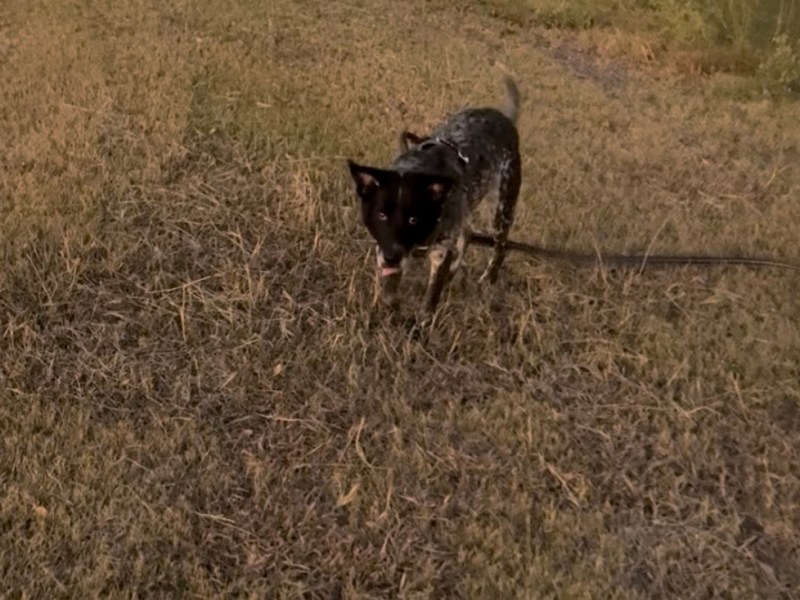 Hyper to Hiking Buddy: How to Channel Your Dog’s Energy for&nbsp;Adventure